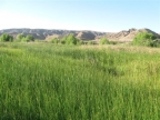 Mojave River wetland habitat from campground side: 640x480